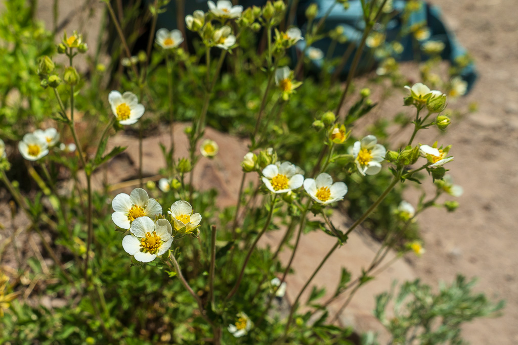 Small, white flowers with a yellow center