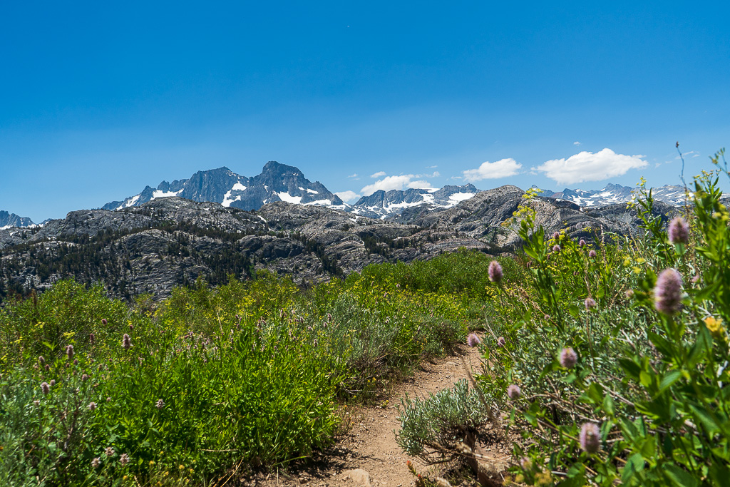 A photo of the flowers decorating the trail