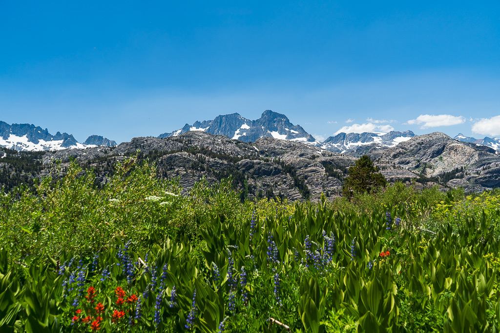 Some lupins and paintbrush against the mountains