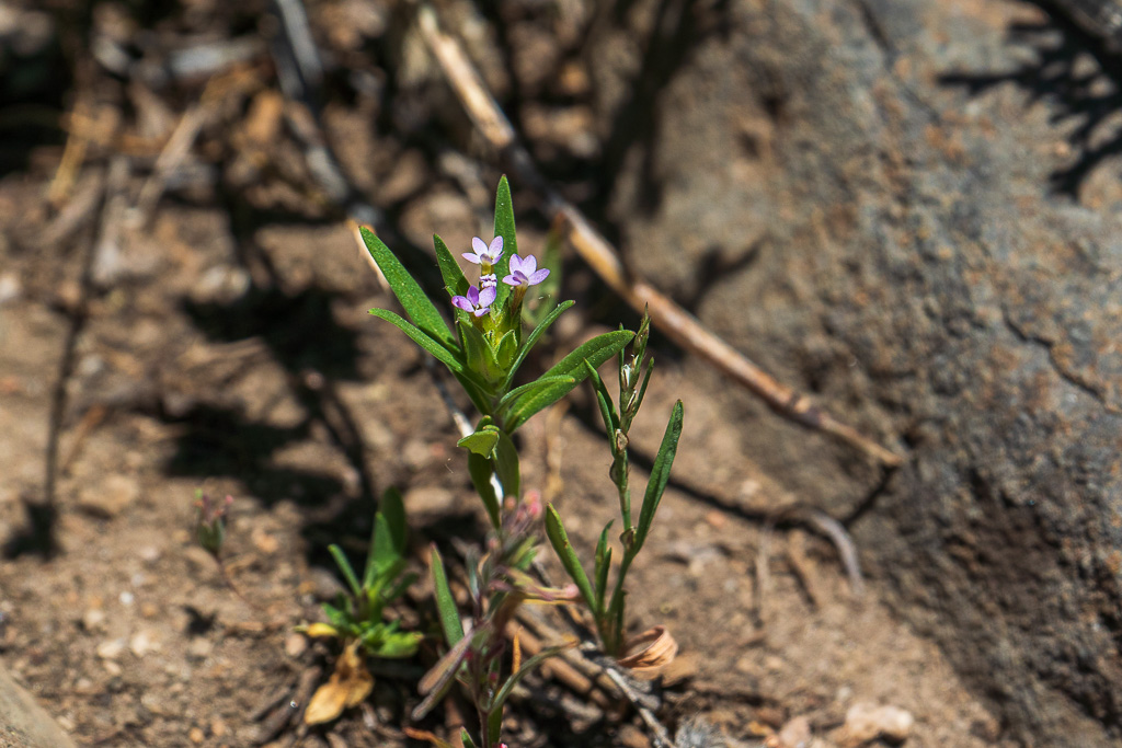 Itty bitty purple flowers