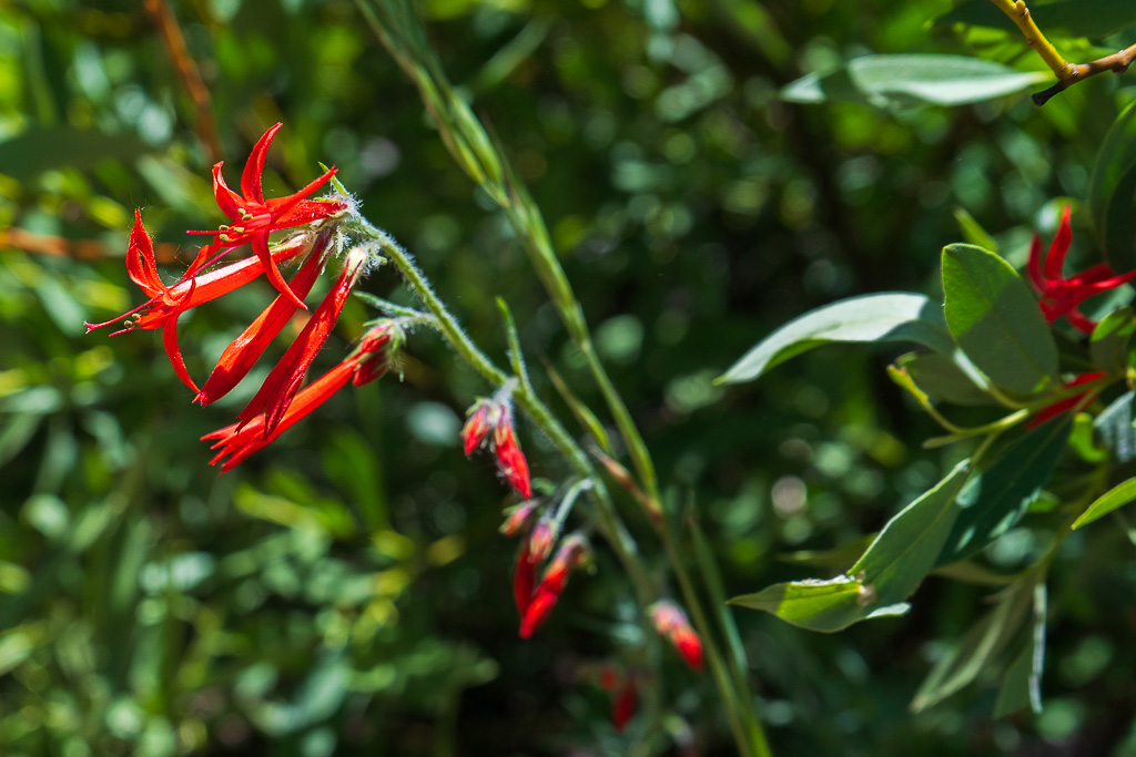 Scarlet Gilia flowers