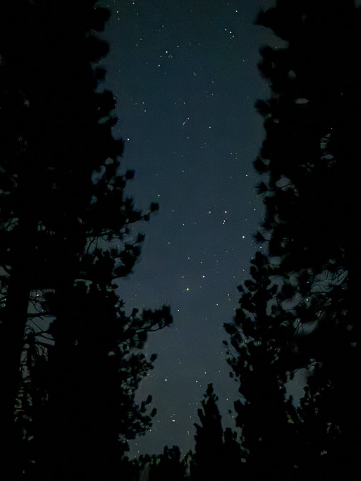 Starry night through the trees