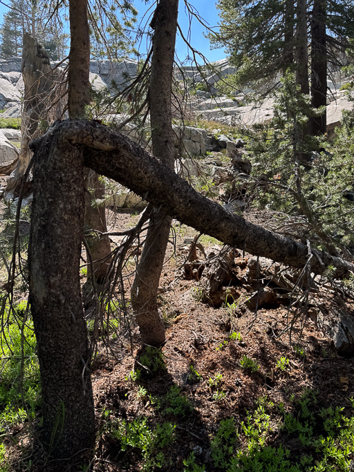 A completely bent over, but alive, tree