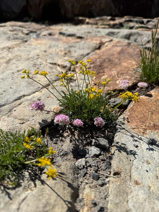 Small yellow and pink flowers growing out of the rock