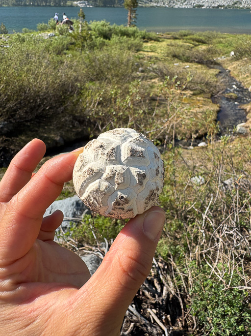 A puffball