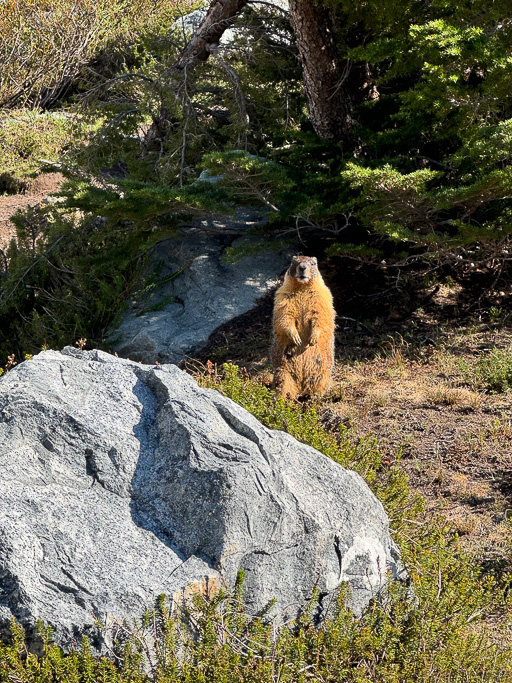 A marmot stands up on its hind legs.