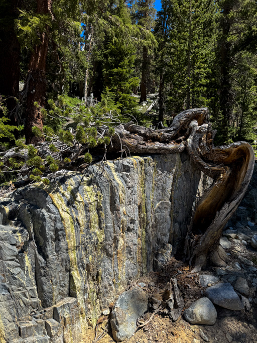 A tree bent over a rock at 90-degrees.