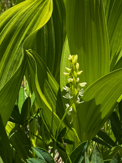 White bog orchid