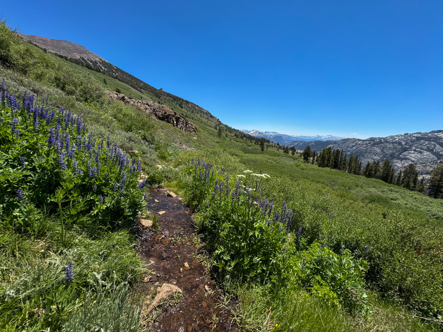 The stream and trail share the same path, lupins on the sides