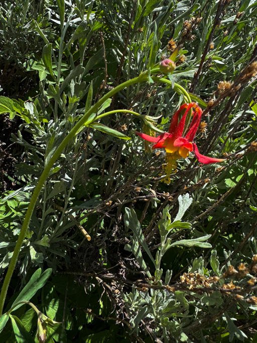 A Western Columbine flower